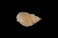 藏品(素面織紋螺)的圖片